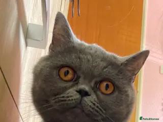 British Shorthair cats British Short Hair kittens - Advert 2