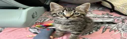 Mixed Breed cats for sale: Kittens looking for homes  - Advert 6