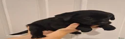 Labrador Retriever dogs for sale: Pedigree Labrador Puppies - Advert 7