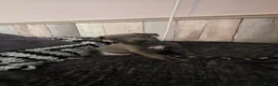 Whippet dogs for sale: Beautiful all blue litter whippet puppies  - Advert 13