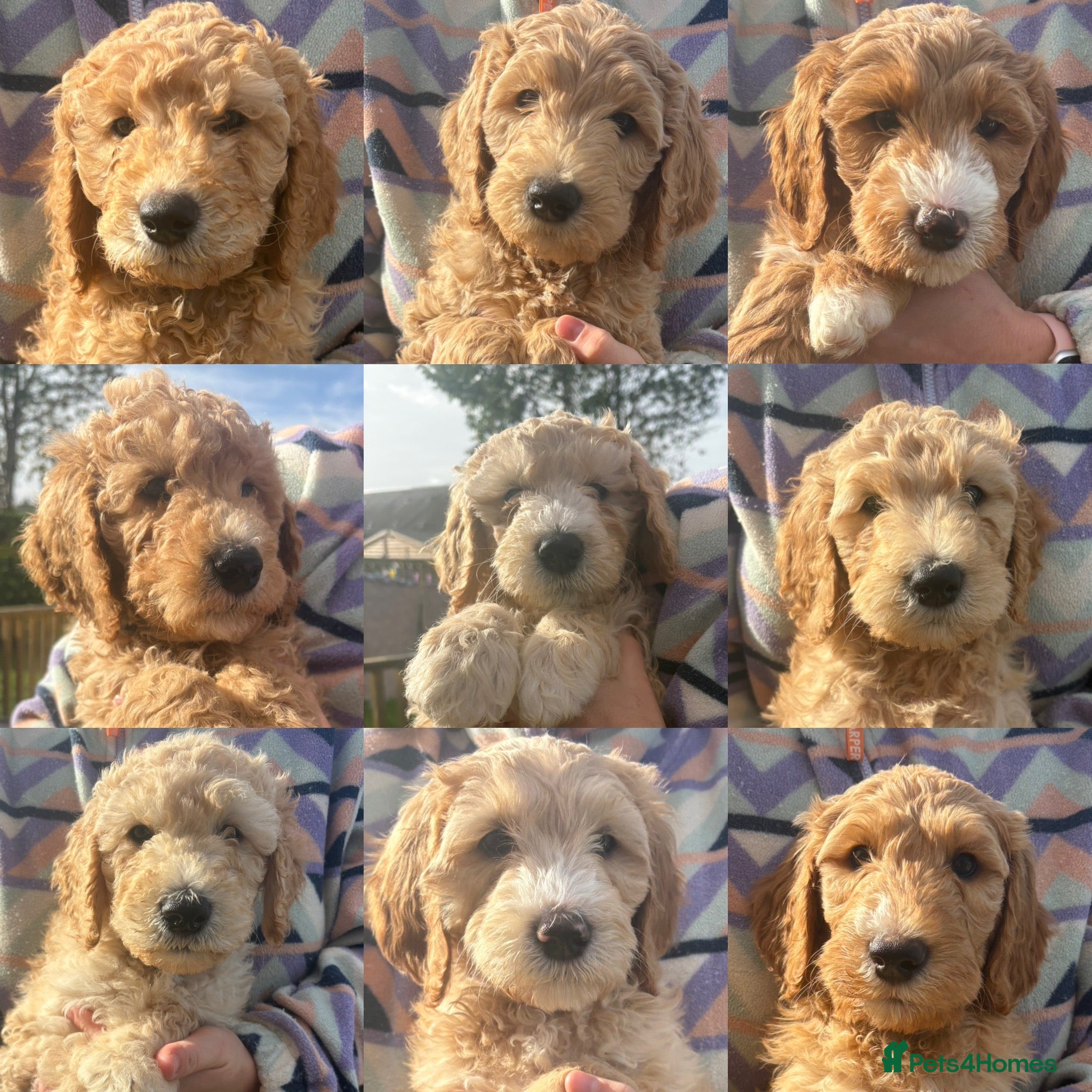 Goldendoodle dogs 🐶🐾💙AUSTRALIAN DOUBLE DOODLE PUPPY 🐶🐾💙 - Advert 1