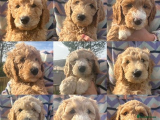 Goldendoodle dogs - Advert 27