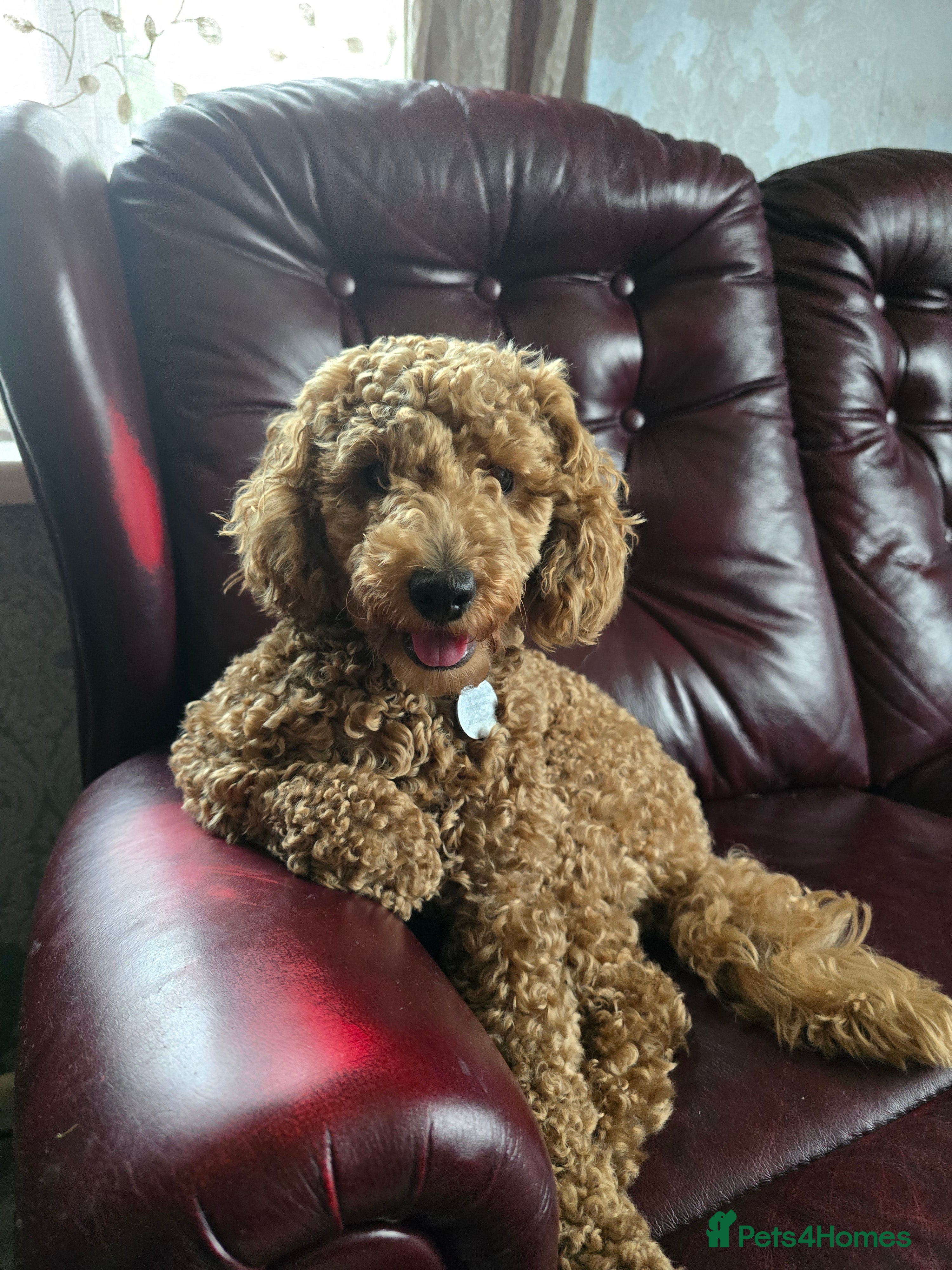 Toy Poodle dogs  red none fading toy poodle PROVEN STUD  in Chesterfield - Advert 3