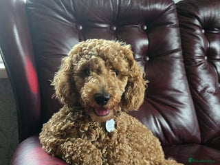 Toy Poodle dogs in Chesterfield - Advert 29