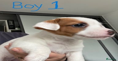 Jack Russell dogs - Advert 9
