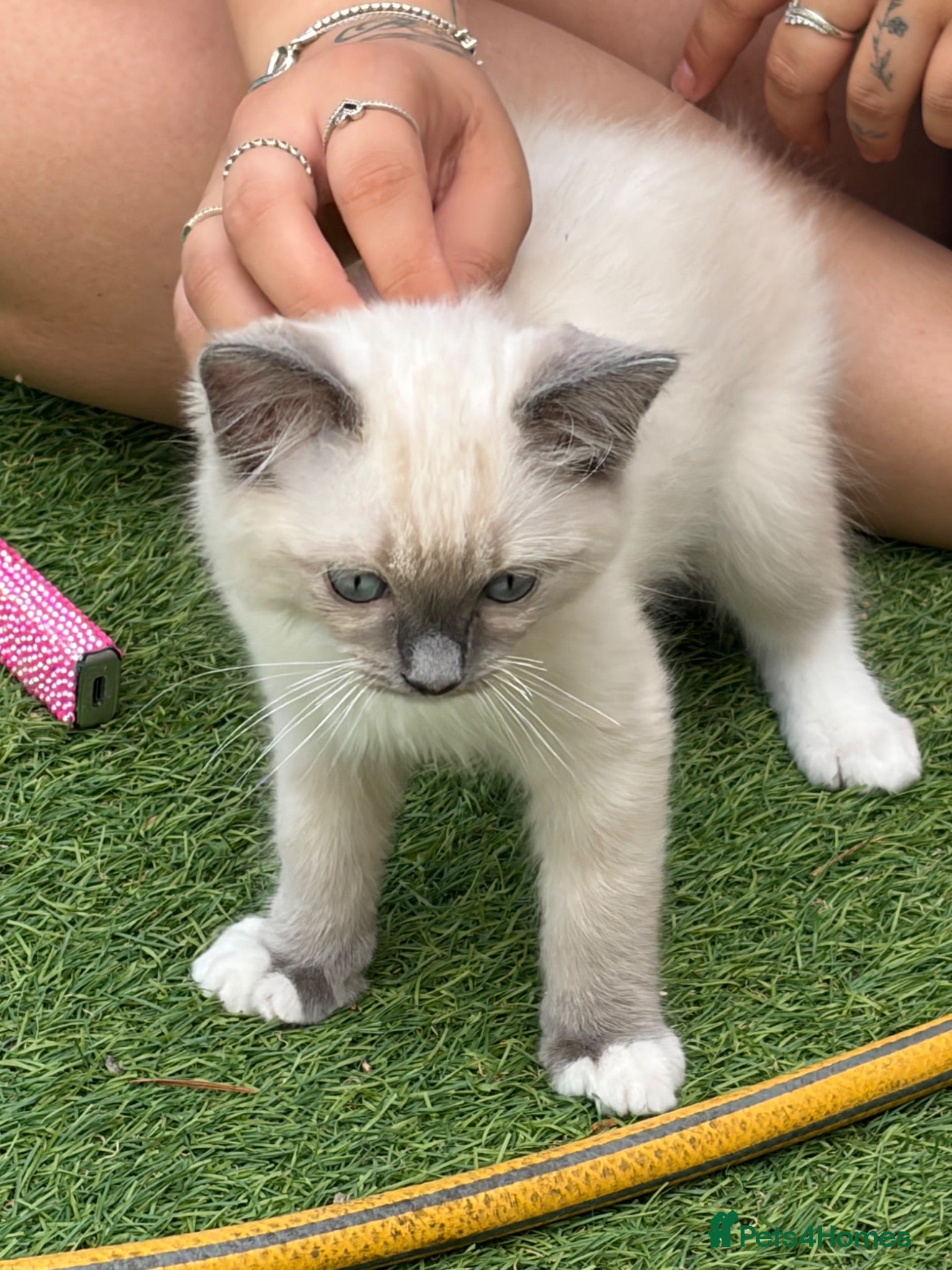 Ragdoll cats Blue pointed Ragdoll kittens ready now. 2 left.  - Advert 15