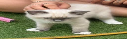 Ragdoll cats for sale: Blue pedigree Ragdoll kittens ready now..  - Advert 1