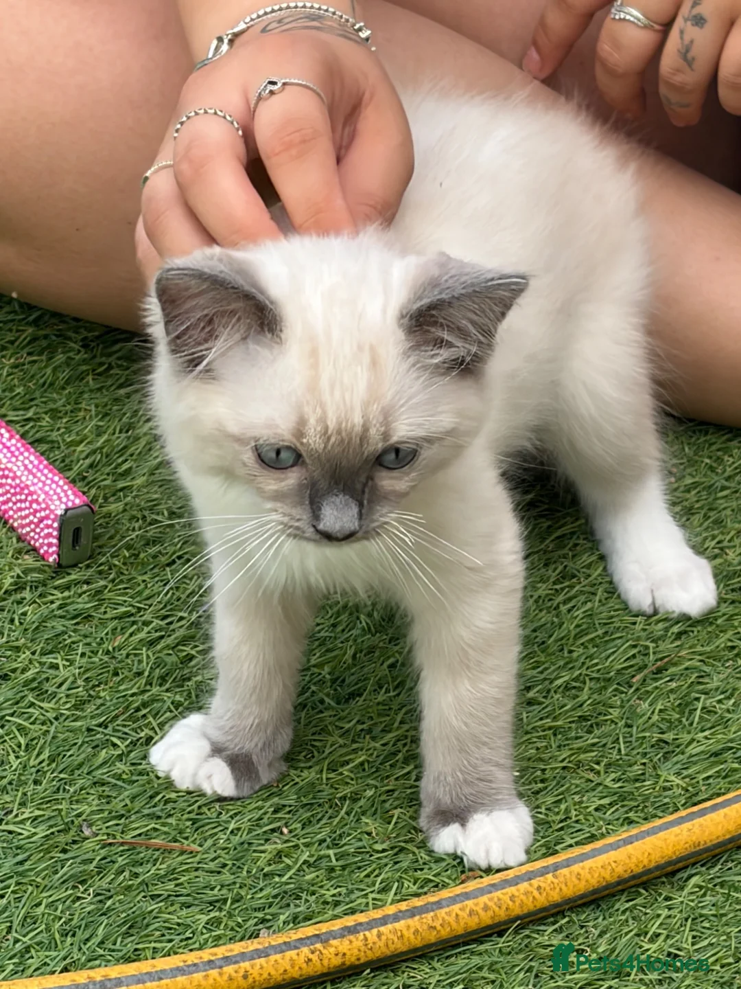 Ragdoll cats for sale: Blue pedigree Ragdoll kittens ready now..  - Advert 1