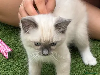 Ragdoll cats Blue pointed Ragdoll kittens ready now. 2 left. - Advert 15