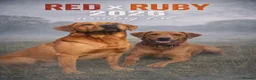 Labrador Retriever dogs for sale: Outstanding quality dark fox red Labrador pups - Advert 14