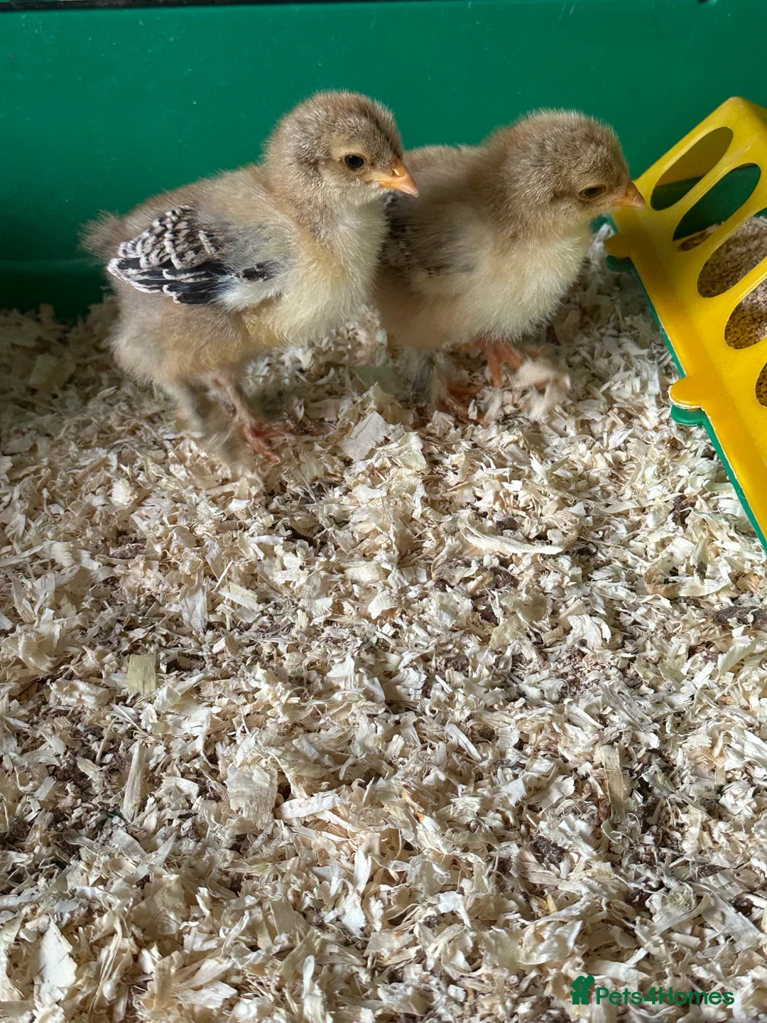 Chickens poultry for sale: Gold Partridge Brahma - Advert 1
