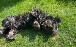 Skye Terrier dogs for sale: Gorgeous chunky terrier pups  - Image 3