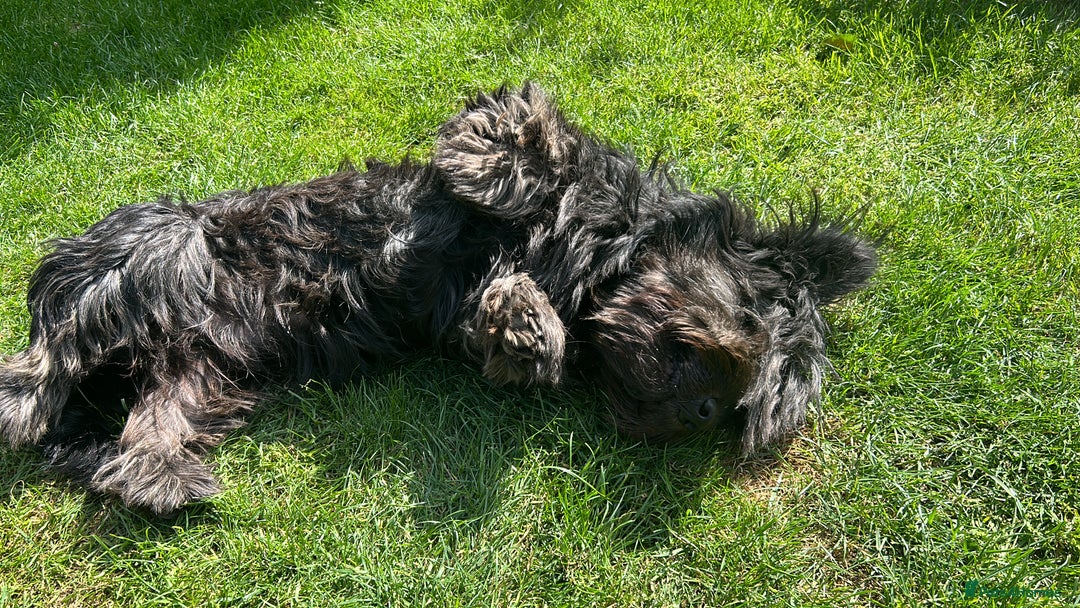 Skye Terrier dogs for sale: Gorgeous chunky terrier pups  - Image 3