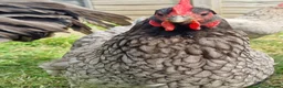 Chickens poultry for sale: Blue Jersey Giant hatching eggs - Advert 4
