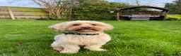 Cavapoo dogs for stud: F1B Cavapoo Stud Dog🐾 - Advert 3