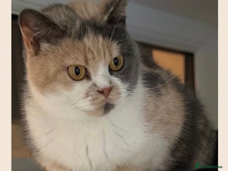 British Shorthair cats for sale - Advert 1