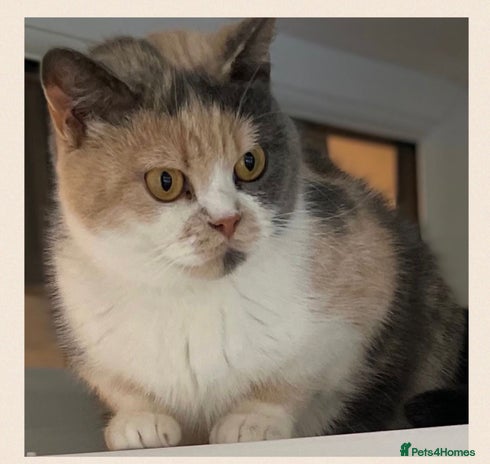 British Shorthair cats - Advert 6