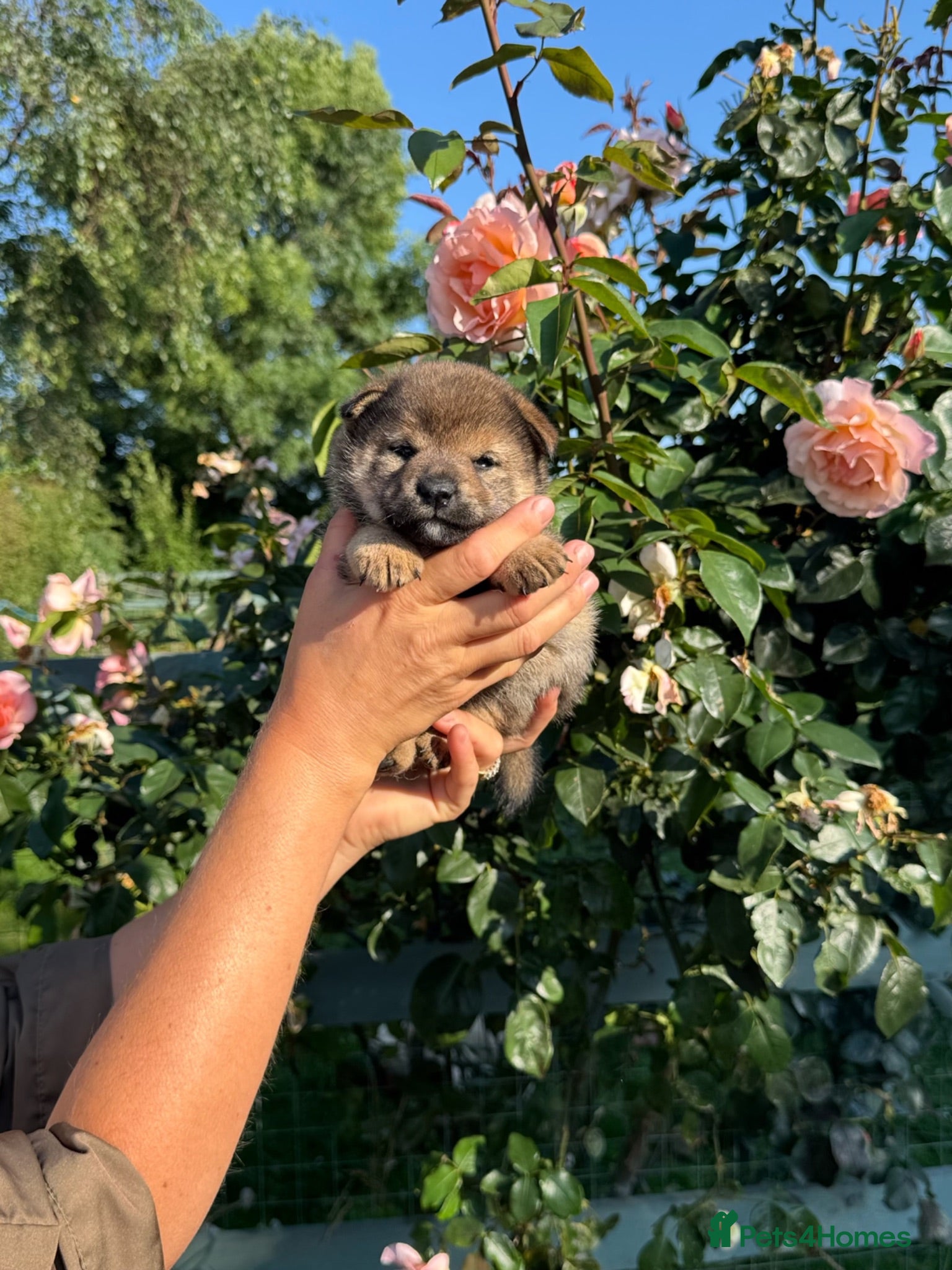 Japanese Shiba Inu dogs Rare Black Sesame Shiba | Japanese Bloodlines - Advert 2
