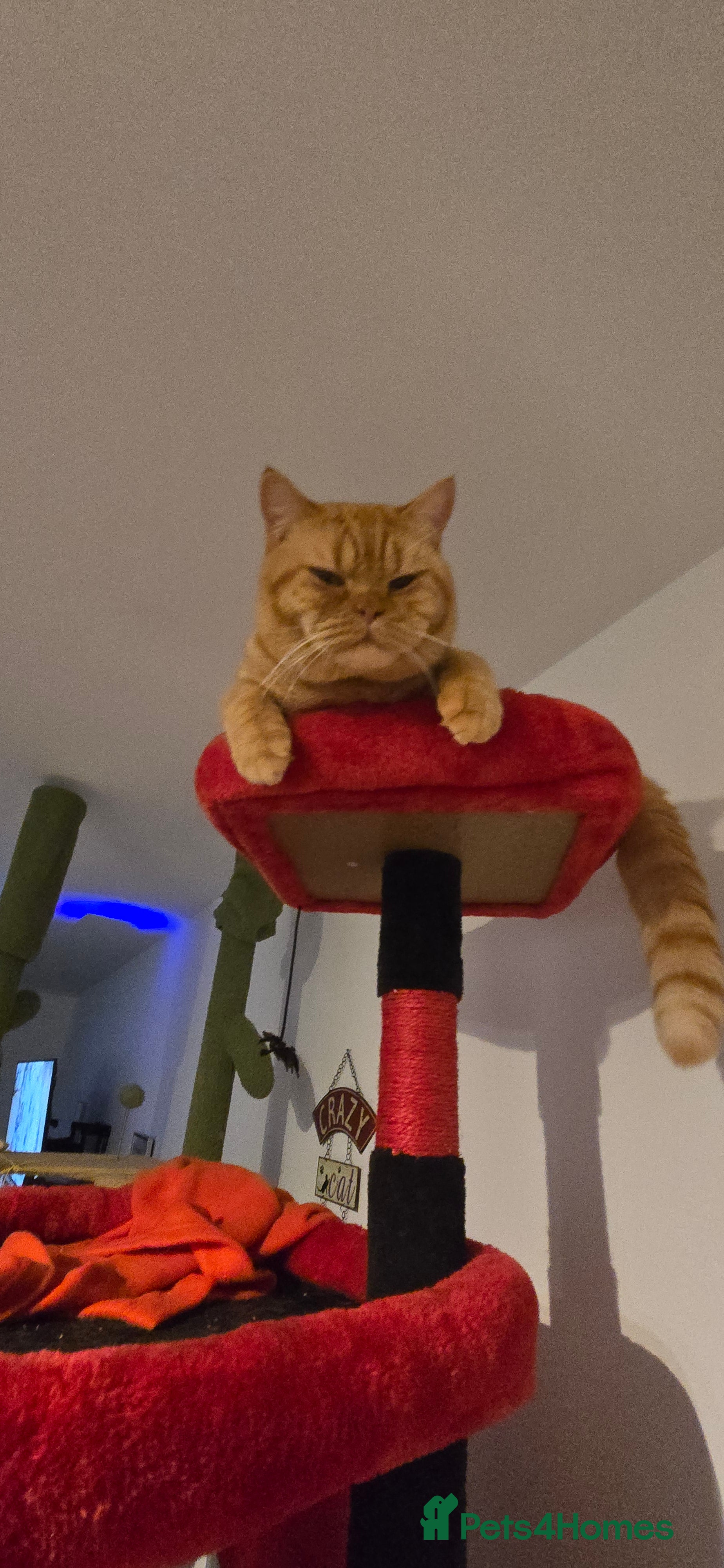 British Shorthair cats British Shorthair Stud – Pedigree Type Ginger Male - Advert 1