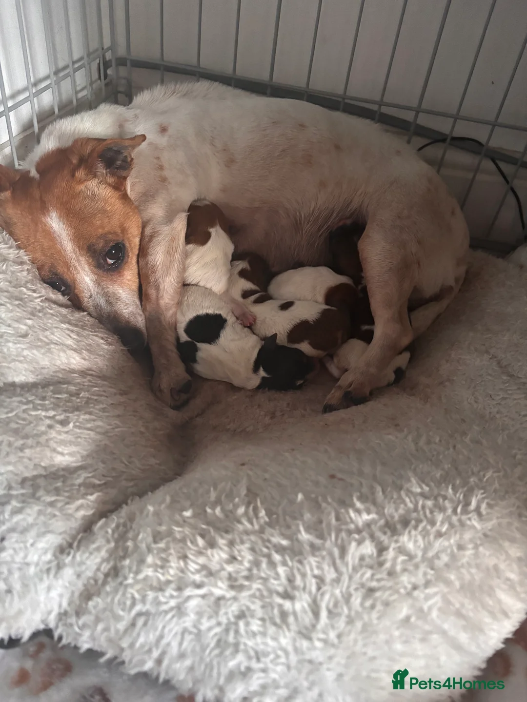 Jack Russell dogs for sale: Puppies Looking for Their Forever Homes 🐶💛 - Advert 4