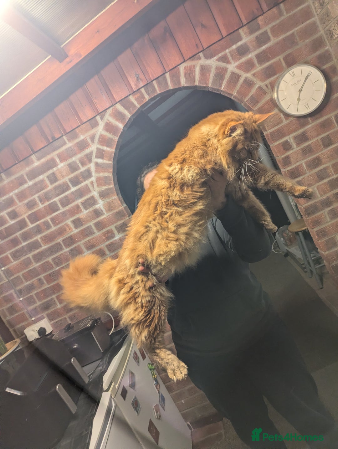 Maine Coon cats for sale: Maine coon  - Advert 3