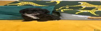 Cockapoo Puppy 5