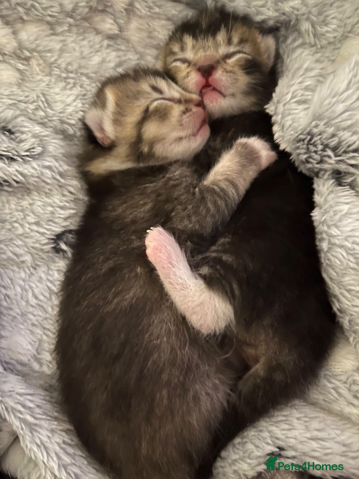Mixed Breed cats Ready today beautiful tabbys - Advert 11