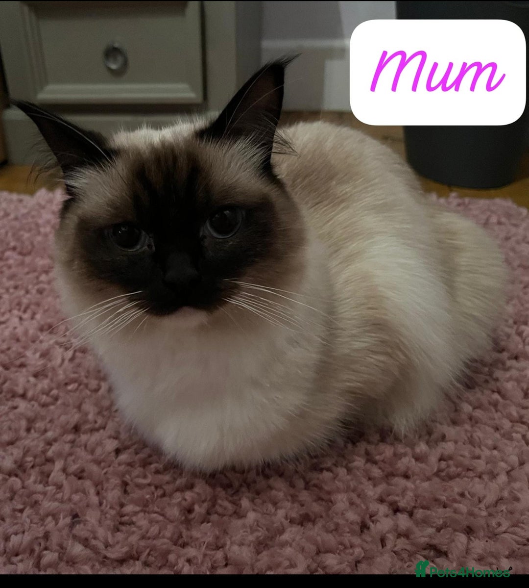 Ragdoll cats for sale: Beautiful pure ragdoll kittens  - Advert 4