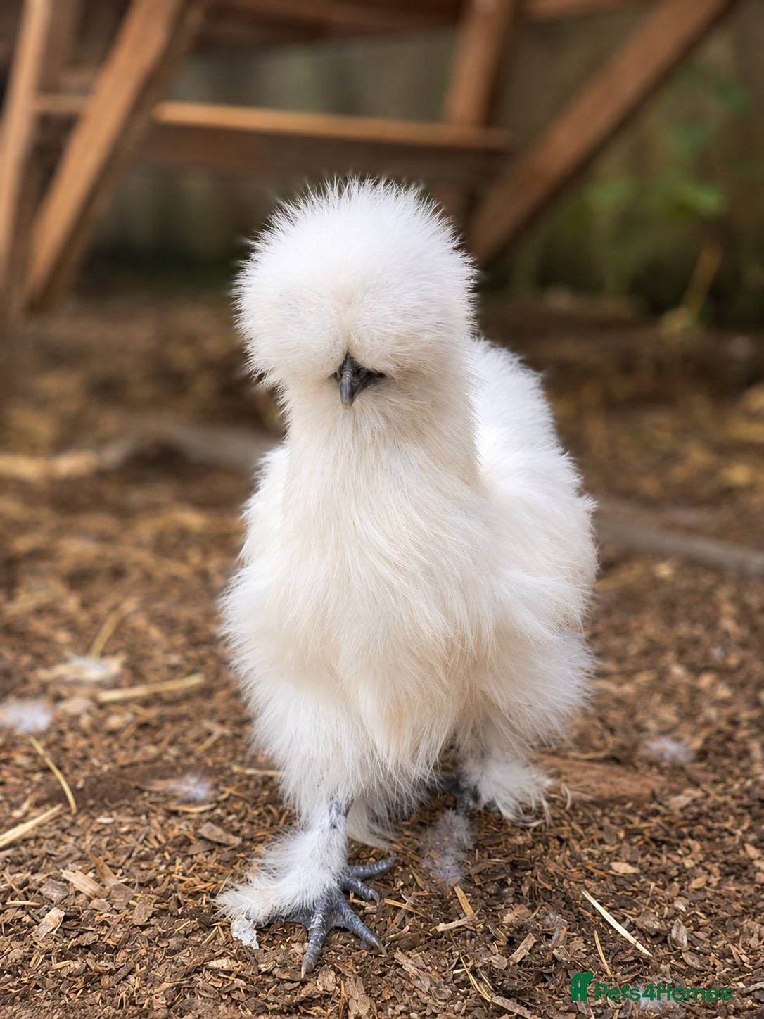 Chickens poultry Silkie Chicks - Advert 5
