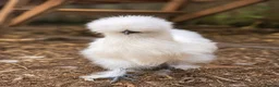 Chickens poultry for sale: USA Silkie Chicks - Advert 6