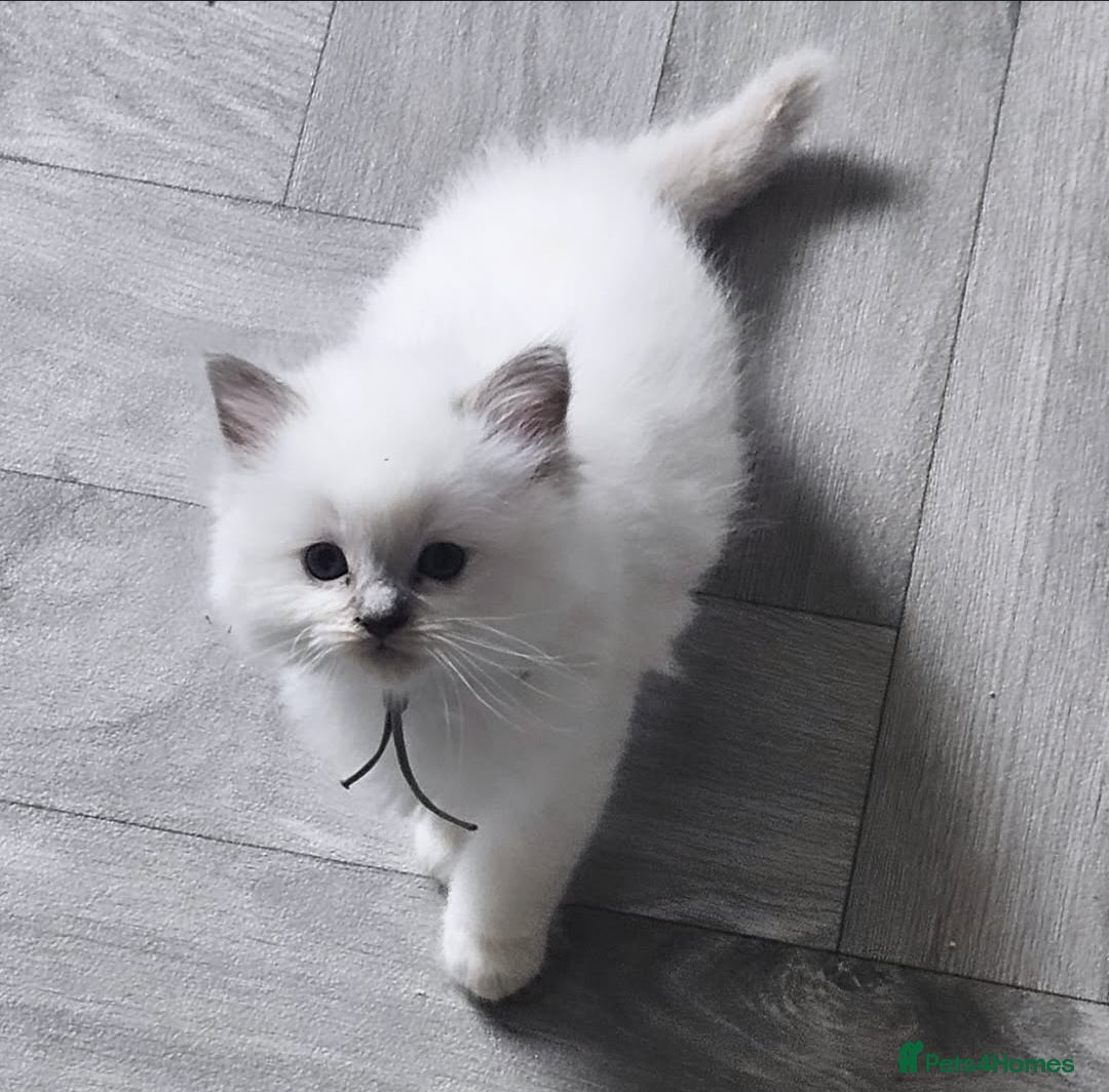 Ragdoll cats Lilac ragdoll males  - Advert 2