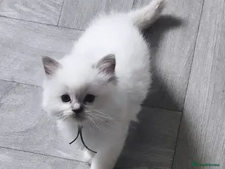 Ragdoll cats Lilac ragdoll males - Advert 3