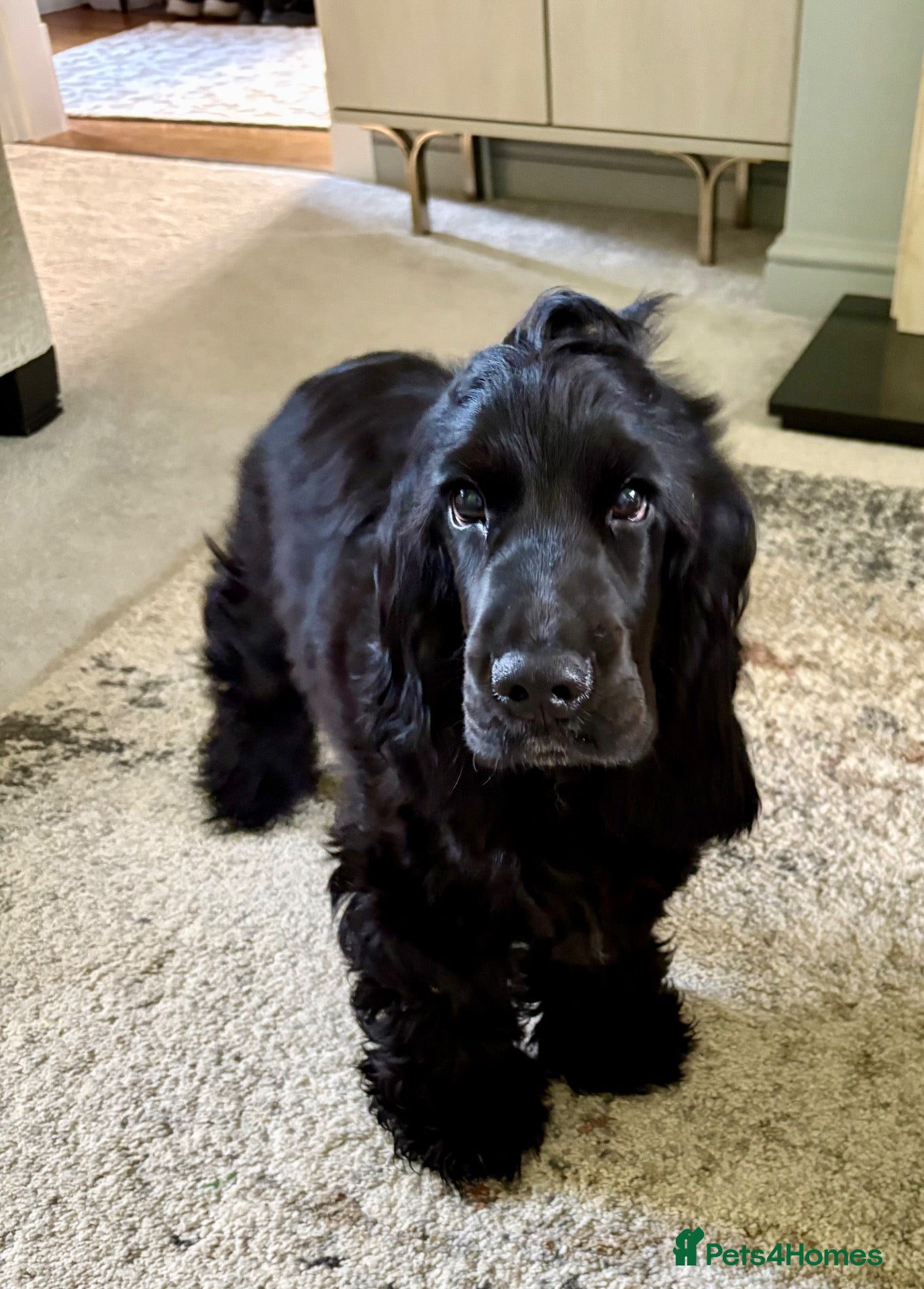 Cocker Spaniel dogs My name is Benny - Advert 1