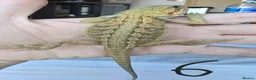 Bearded Dragon reptiles for sale: Baby Beirded Dragons - Advert 6