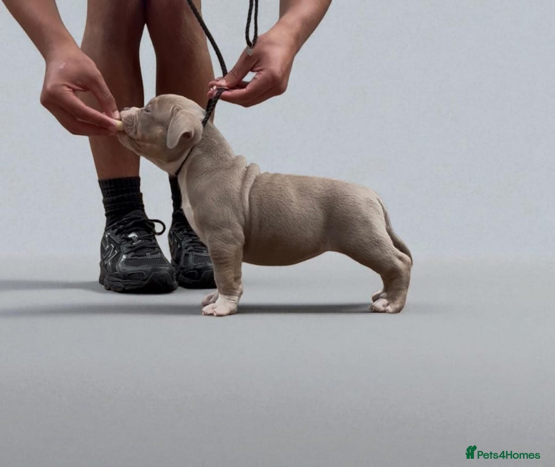 American Bully dogs for sale: Champion Bloodline American Pocket Bully Puppies - Image 20