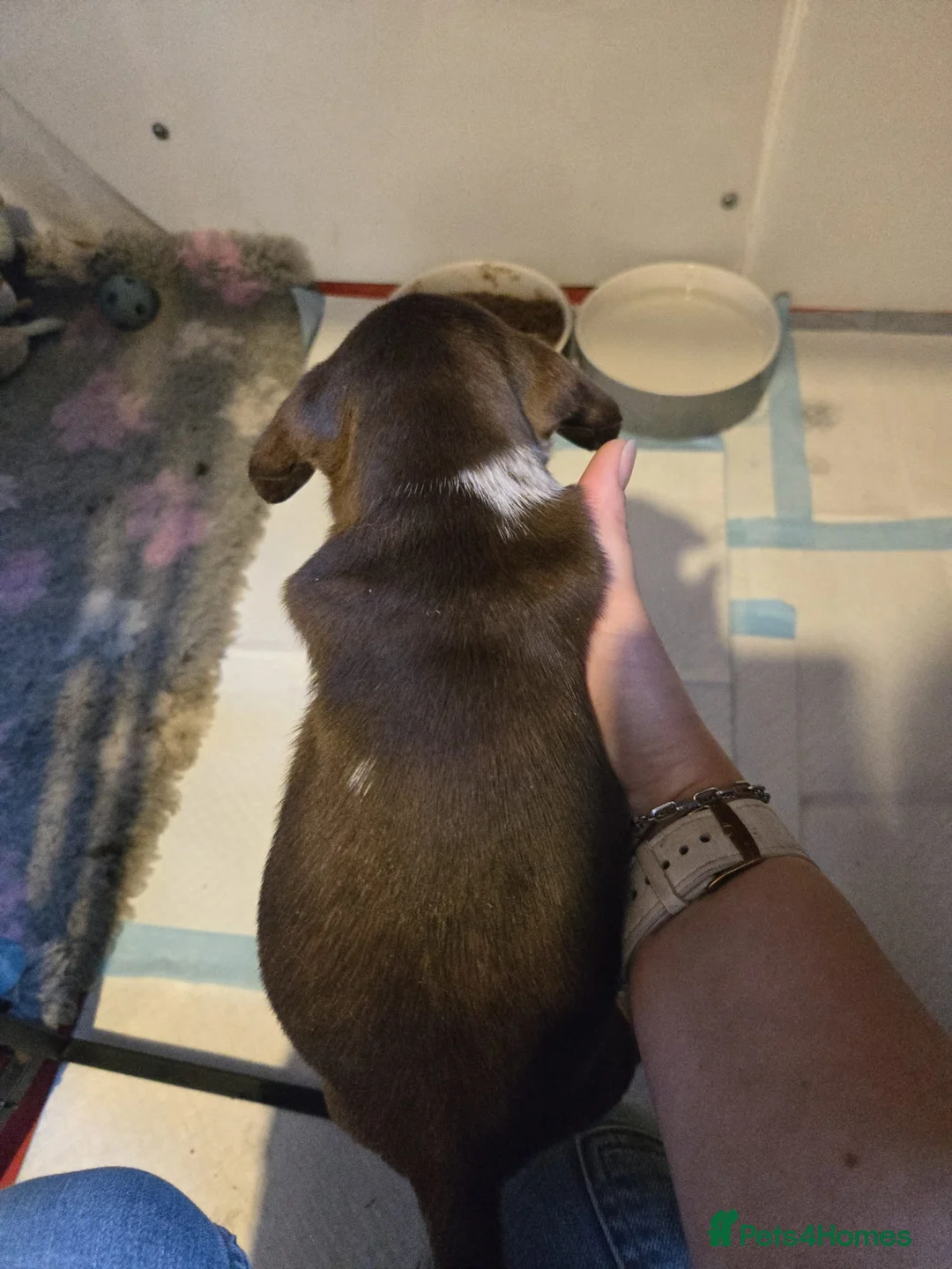 Miniature Dachshund dogs for sale: Stunning miniature dachshund pups - Advert 11