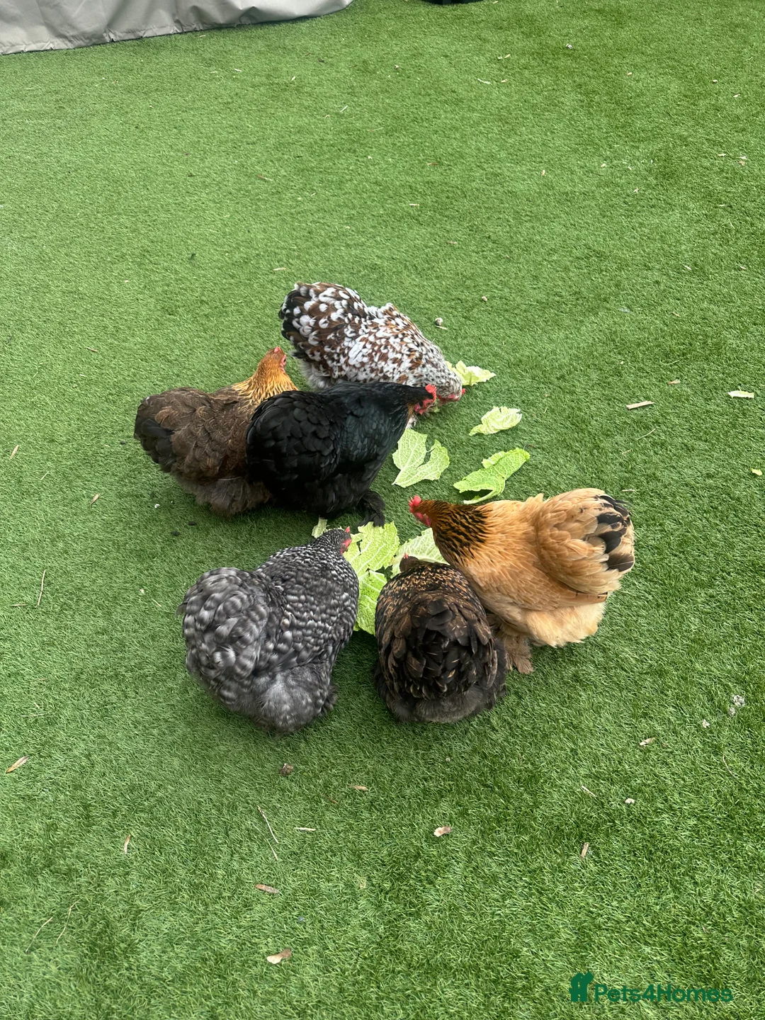 Chickens poultry for sale: 9 Batam Pekins  - Advert 3
