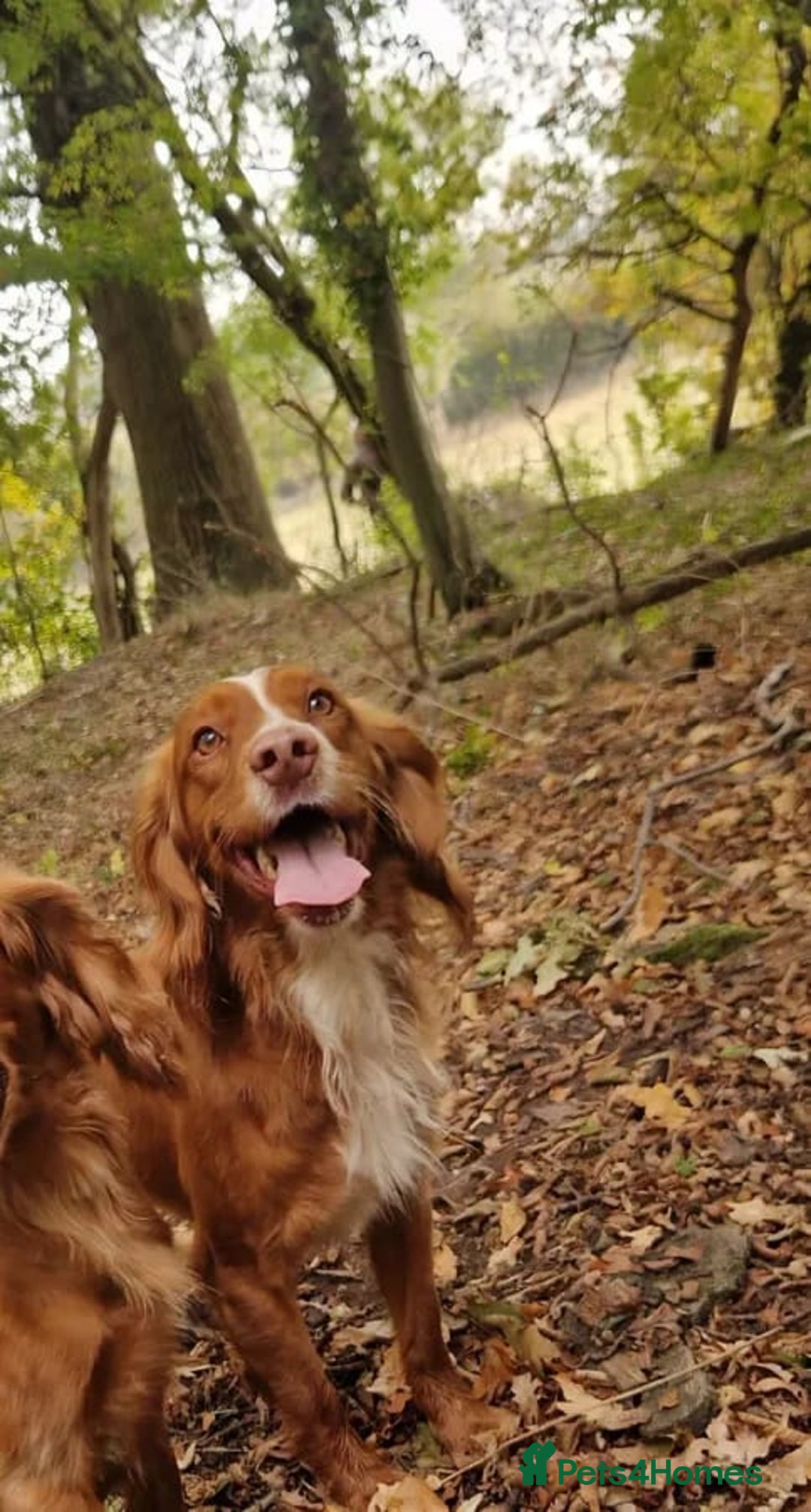 Cocker Spaniel dogs for sale: Stunning KC reg red working cocker pups - Advert 29
