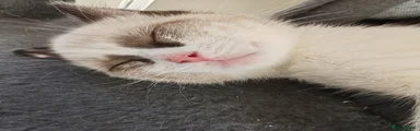 Siamese 3