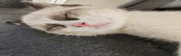 Siamese cats for sale: ❤️❤️❤️ Adorable blue-point Siamese kittens ❤️❤️❤️  - Advert 11