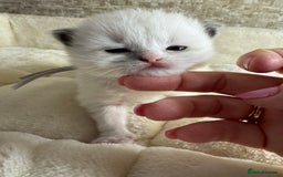 Ragdoll cats for sale: 🏆 gccf ragdoll grand champion kittens 🏆 - Image 27