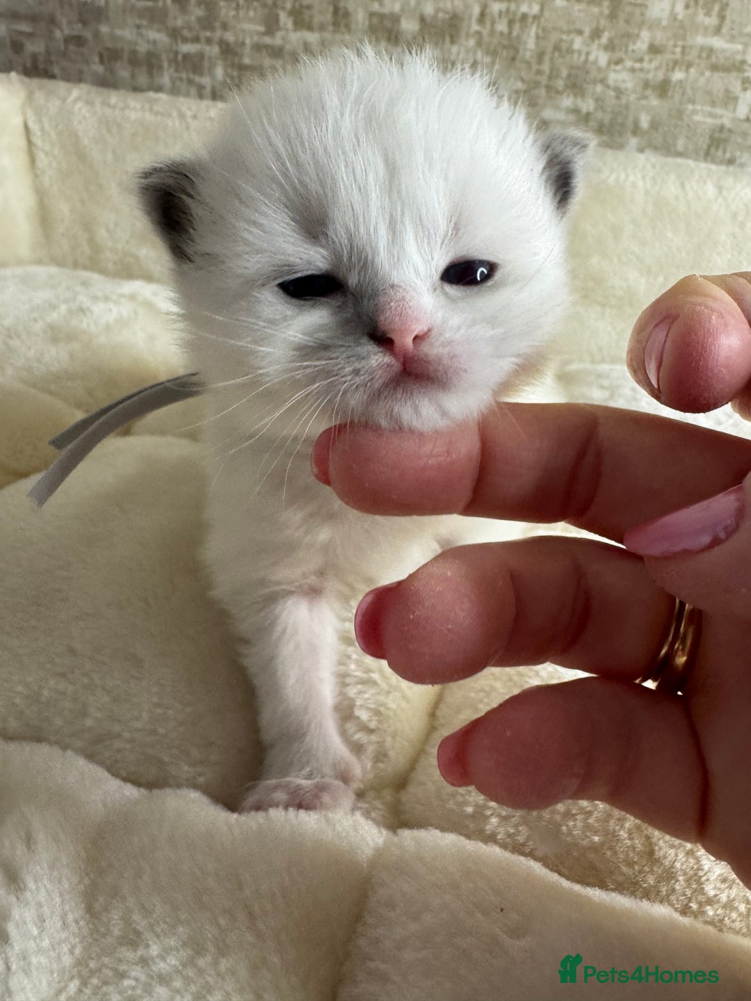 Ragdoll cats for sale: 🏆 gccf ragdoll grand champion kittens 🏆 - Image 27