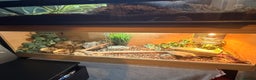 Leopard Gecko reptiles for sale: Leopard geckos  - Advert 1