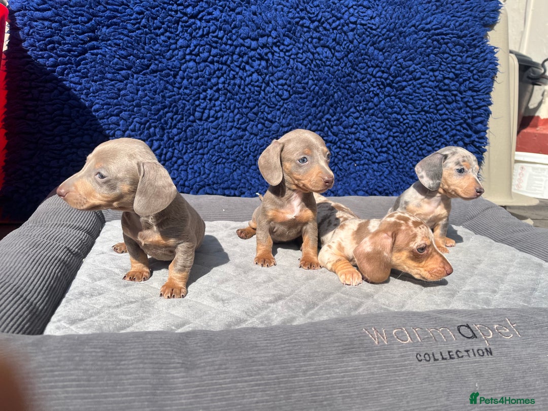 Miniature Dachshund dogs for sale: STUNNING RAINBOW MIX MINI DAXI KC REG PRA CLR - Image 12
