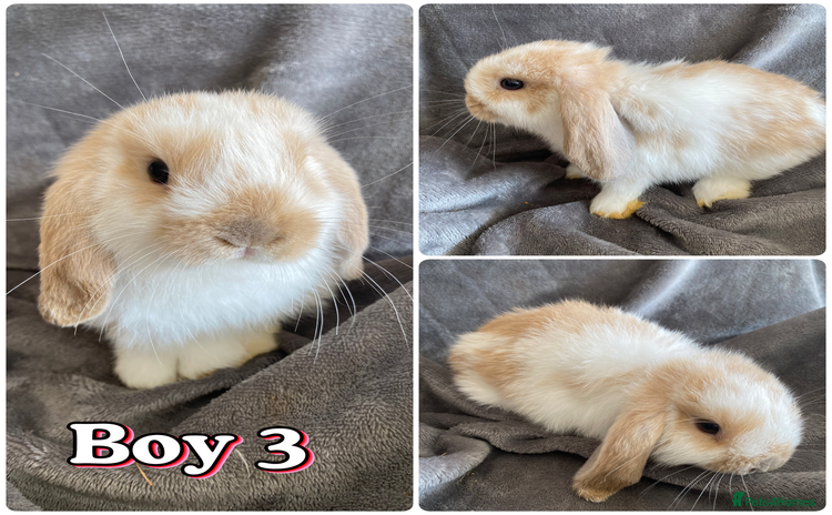 Mini Lop rabbits - Advert 1