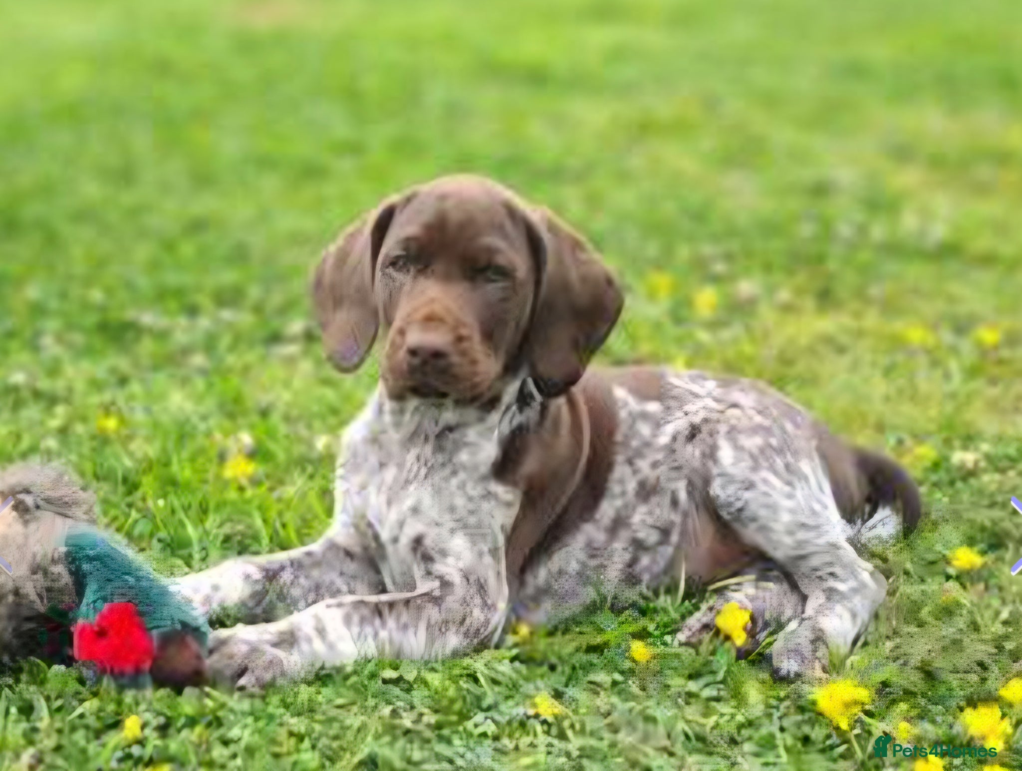 German Shorthaired Pointer dogs German Short Haired Pointer STUD - Advert 2