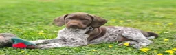 German Shorthaired Pointer dogs for stud: German Short Haired Pointer STUD - Advert 2