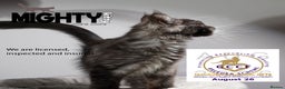 Maine Coon cats for sale: GCCF registered Maine Coon Kittens 5 star licence - Advert 3
