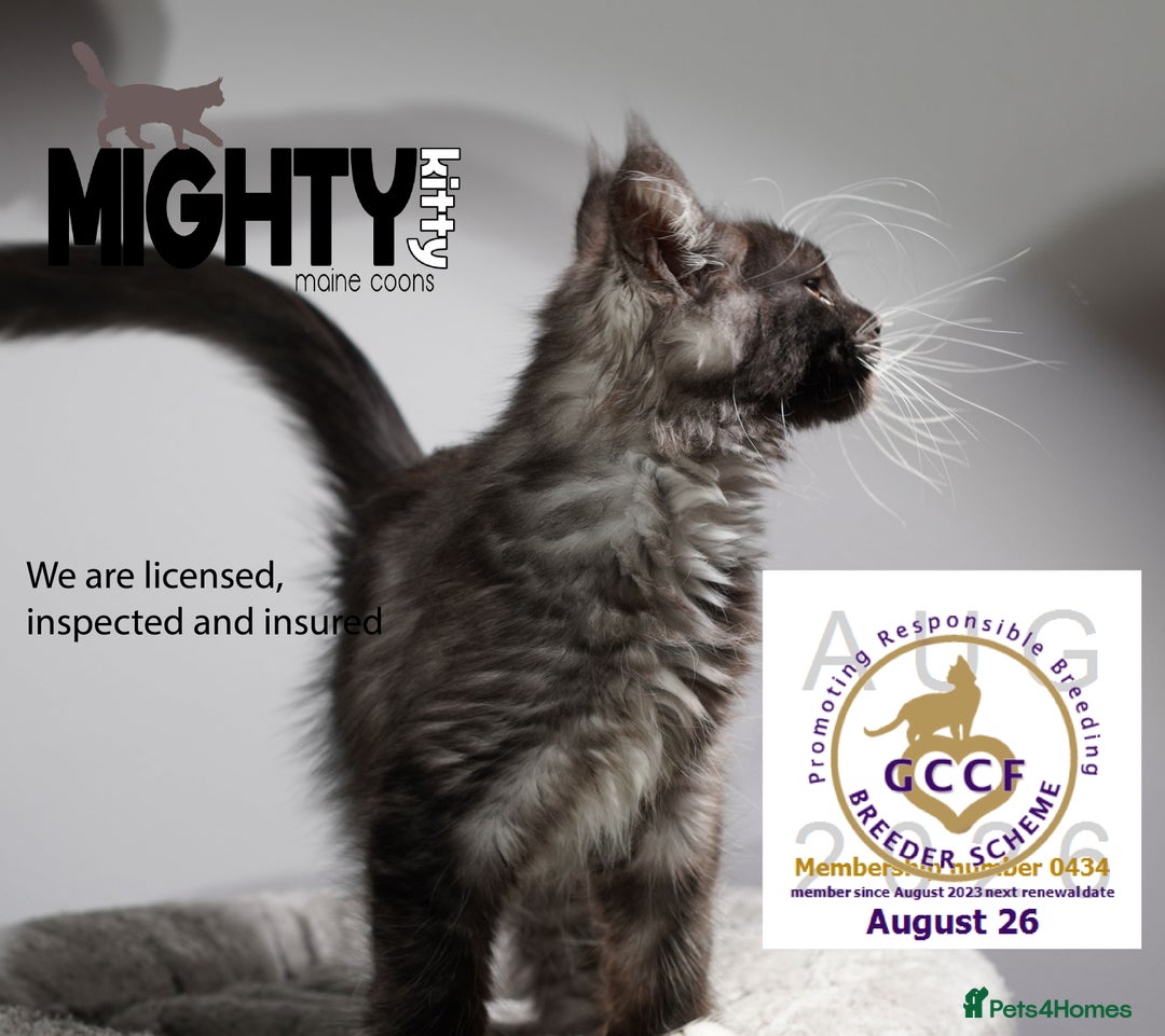 Maine Coon cats for sale: GCCF registered Maine Coon Kittens 5 star licence - Advert 3