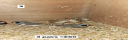 Finches birds for sale: Zebra finch   - Advert 1